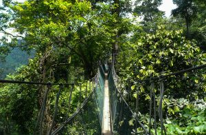 taman-negara-canopy-walk-reopens