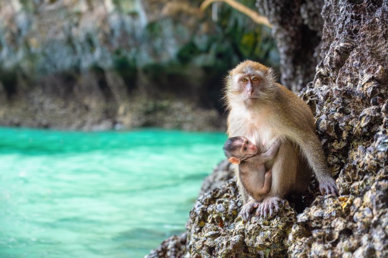 Monkey,And,Its,Baby,At,Monkey,Beach,,Koh,Phi,Phi