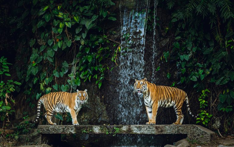 A,Scenic,View,Of,Two,Siberian,Tigers,In,The,Zoo