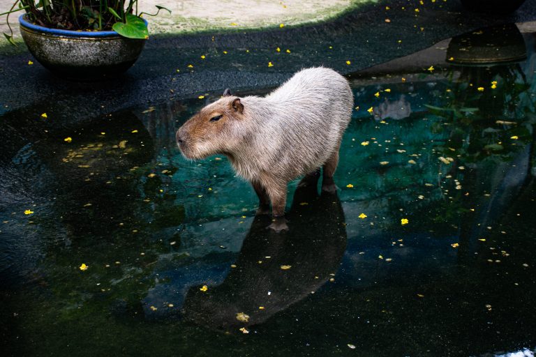 Picture,Of,A,Capybara,In,Khao,Kheow,Open,Zoo,Chonburi