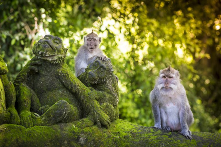 Monkey,At,Sacred,Monkey,Forest,,Ubud,,Bali,,Indonesia