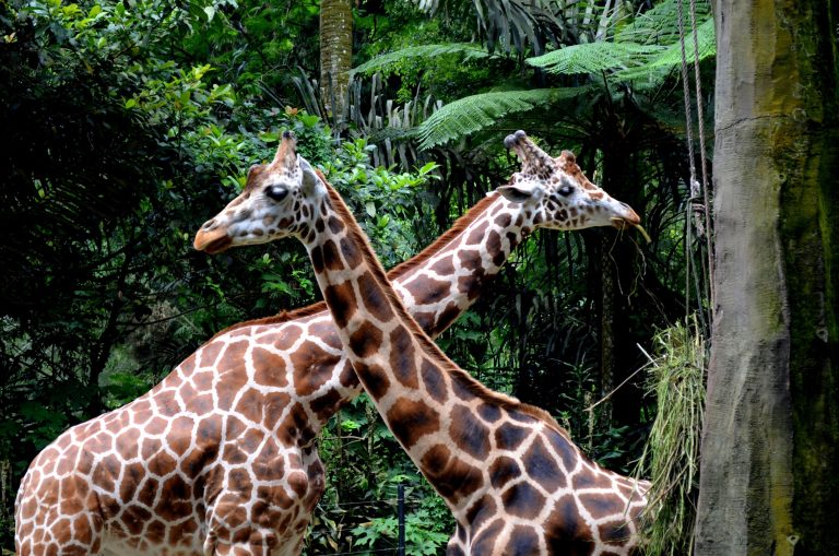 Taman Safari: A Walk on the Wild Side in Indonesia