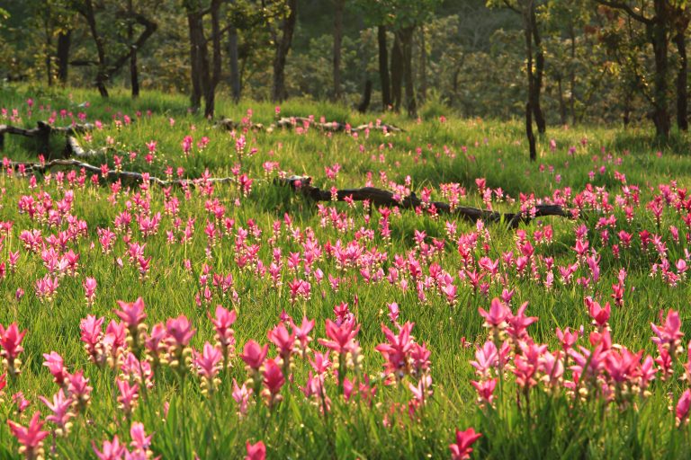 Festivals, Flowers & Fun: Events Coming Up in July