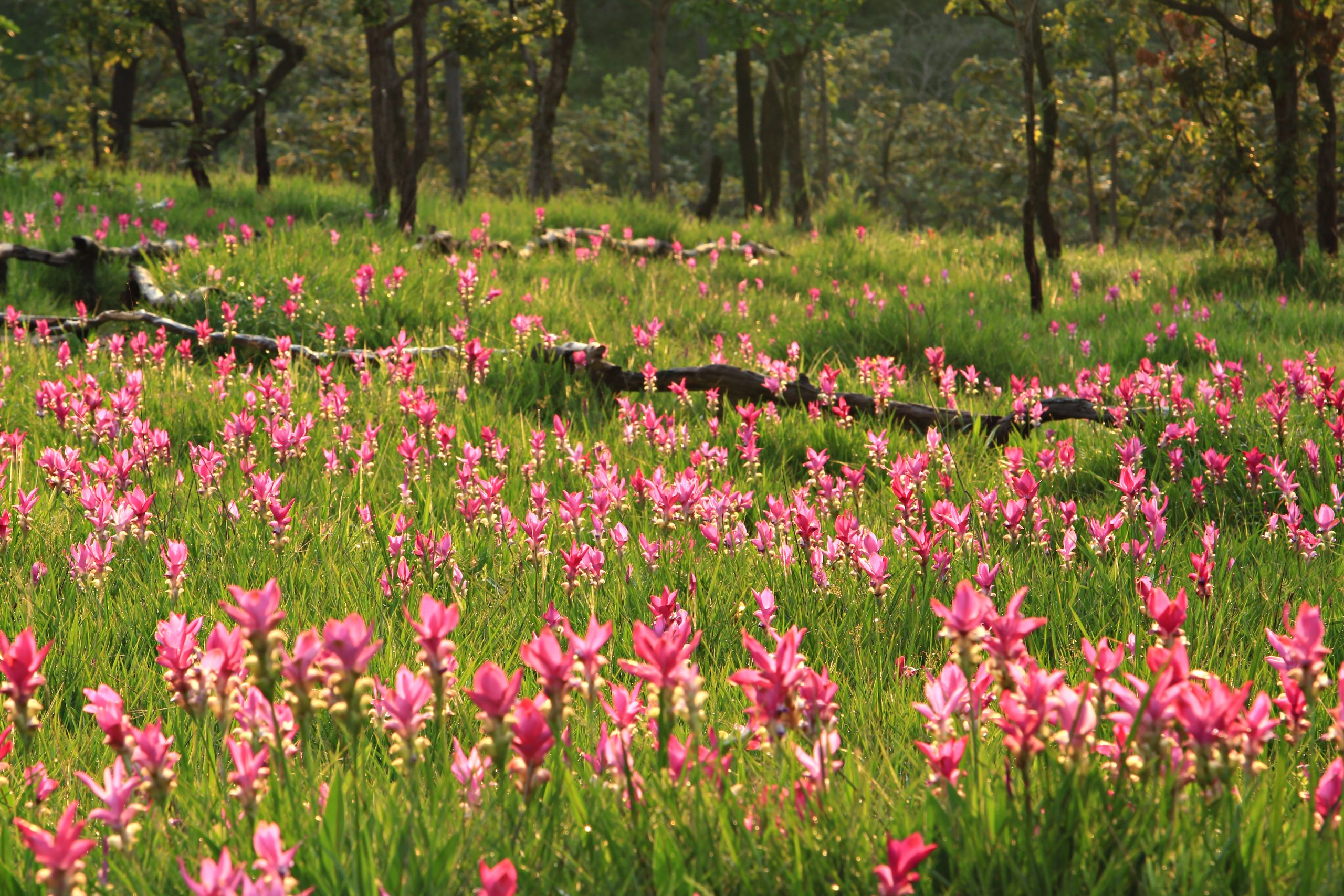 Siam,Tulip,Krajeo,Field,Pa,Hin,Ngam,National,Park,Chaiyapum