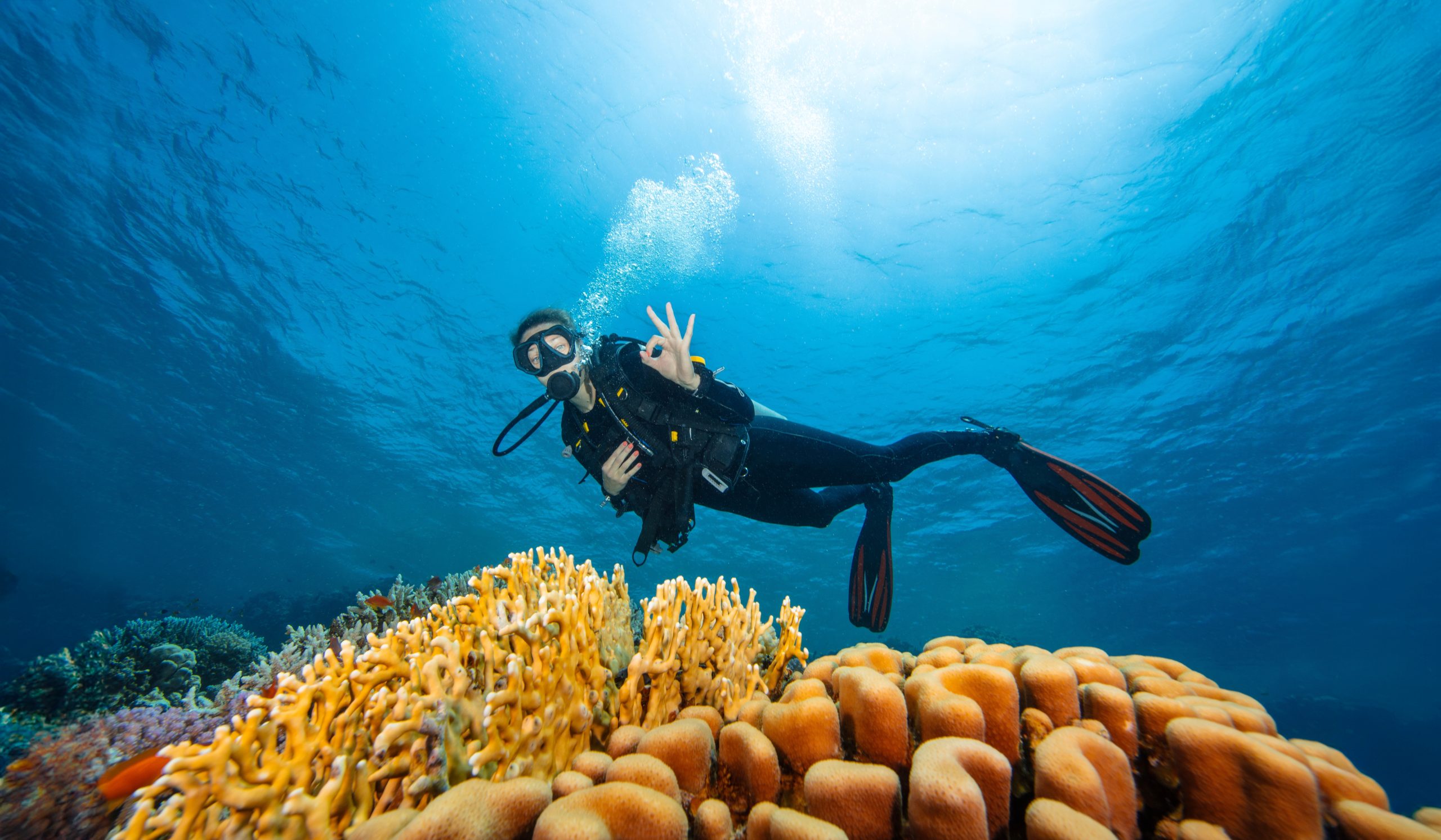 Young,Woman,Diver,Exploring,Sea,Bottom.,Coral,Reef,With,Colored