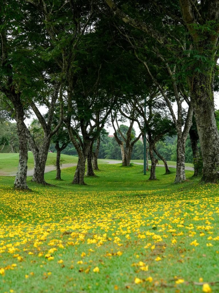 SnapInsta.to_557362197_18373608361197458_5981459004875207133_n