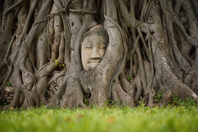 Nov,22,2020,,Wat,Mahathat,,Ayutthaya,,Thailand.,Buddha,Head,Enshrouded
