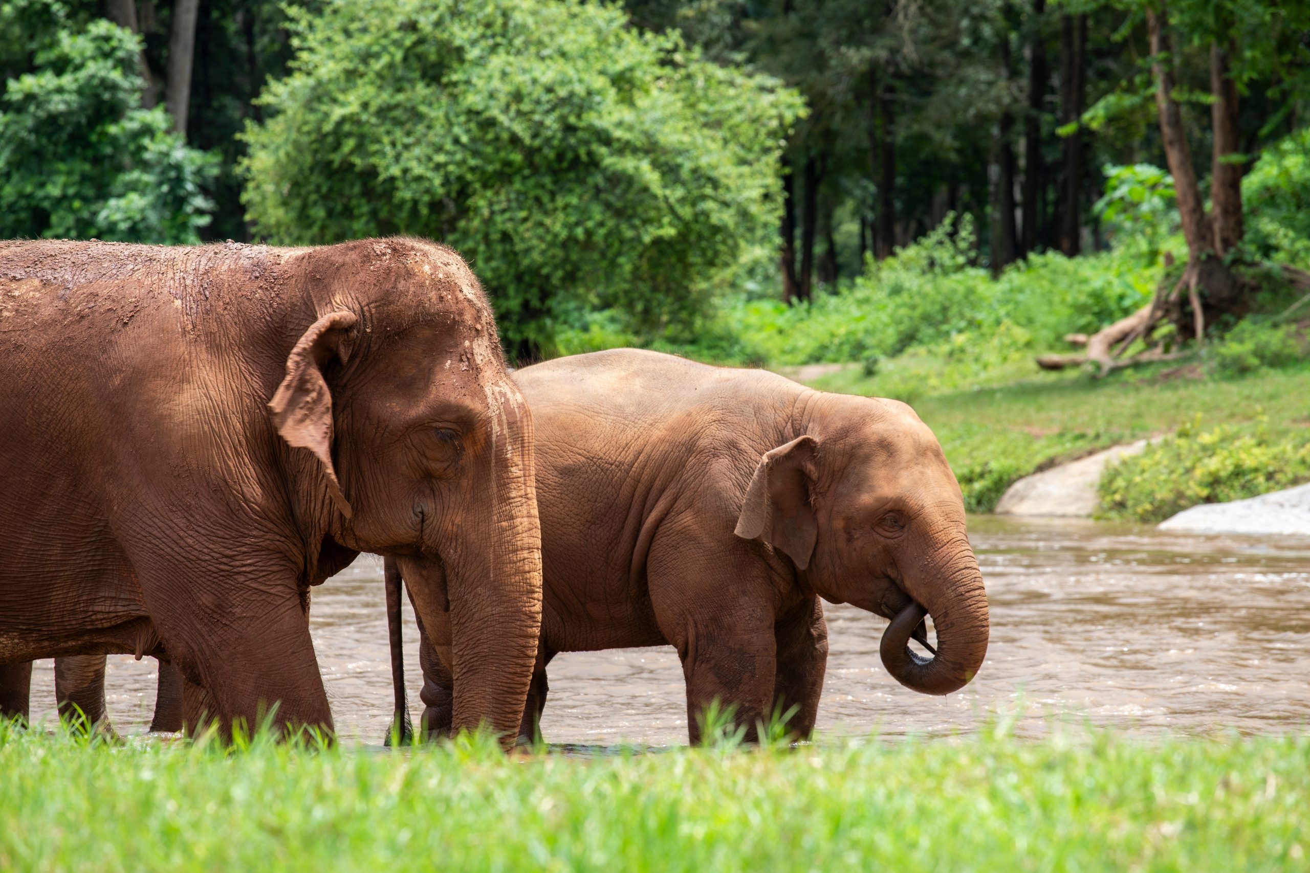 Asian,Elephant,In,A,Nature,At,Deep,Forest,In,Thailand