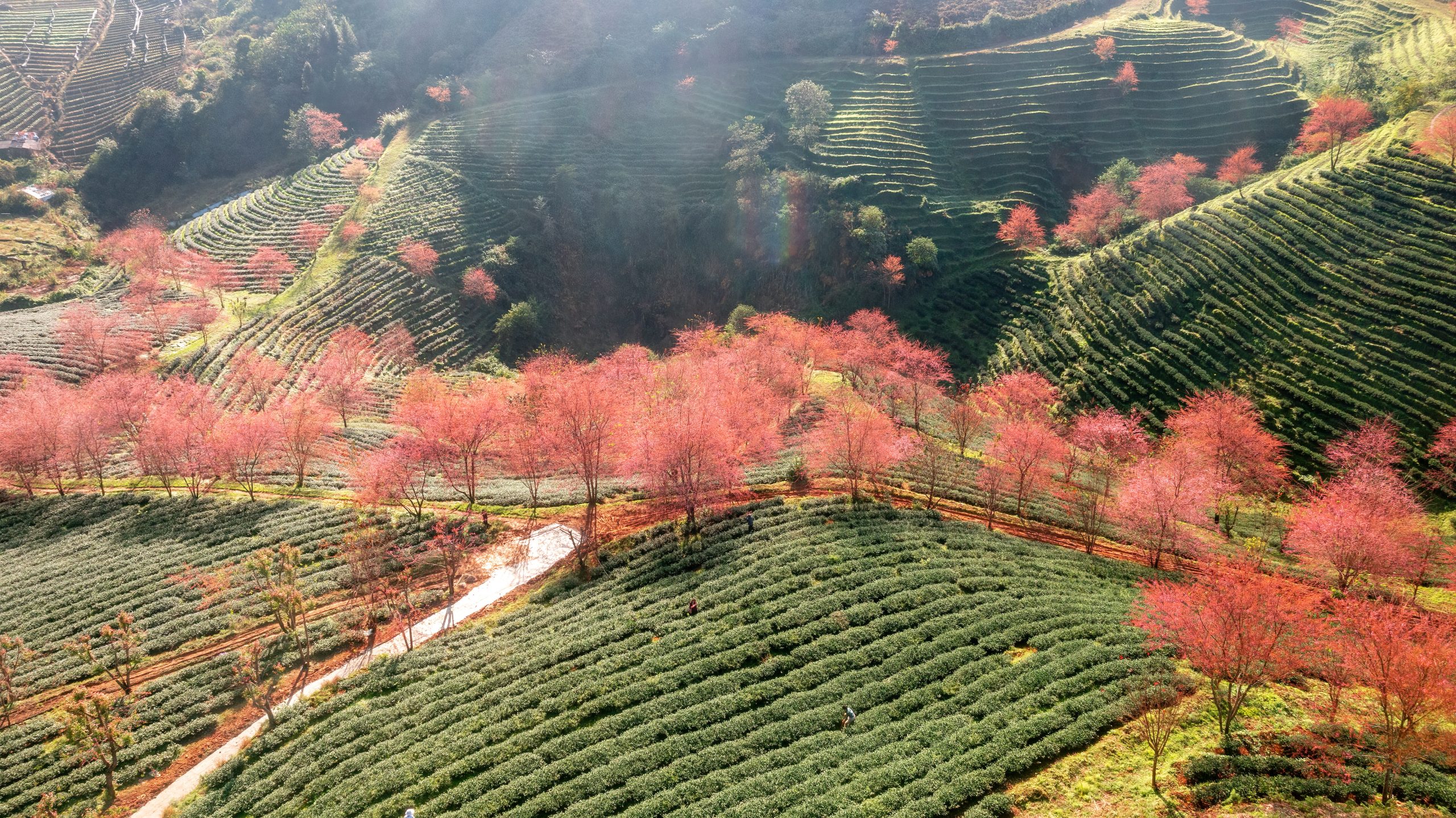 Cherry,Blossom,And,Tea,Hill,In,Sapa,,Vietnam.,Sa,Pa