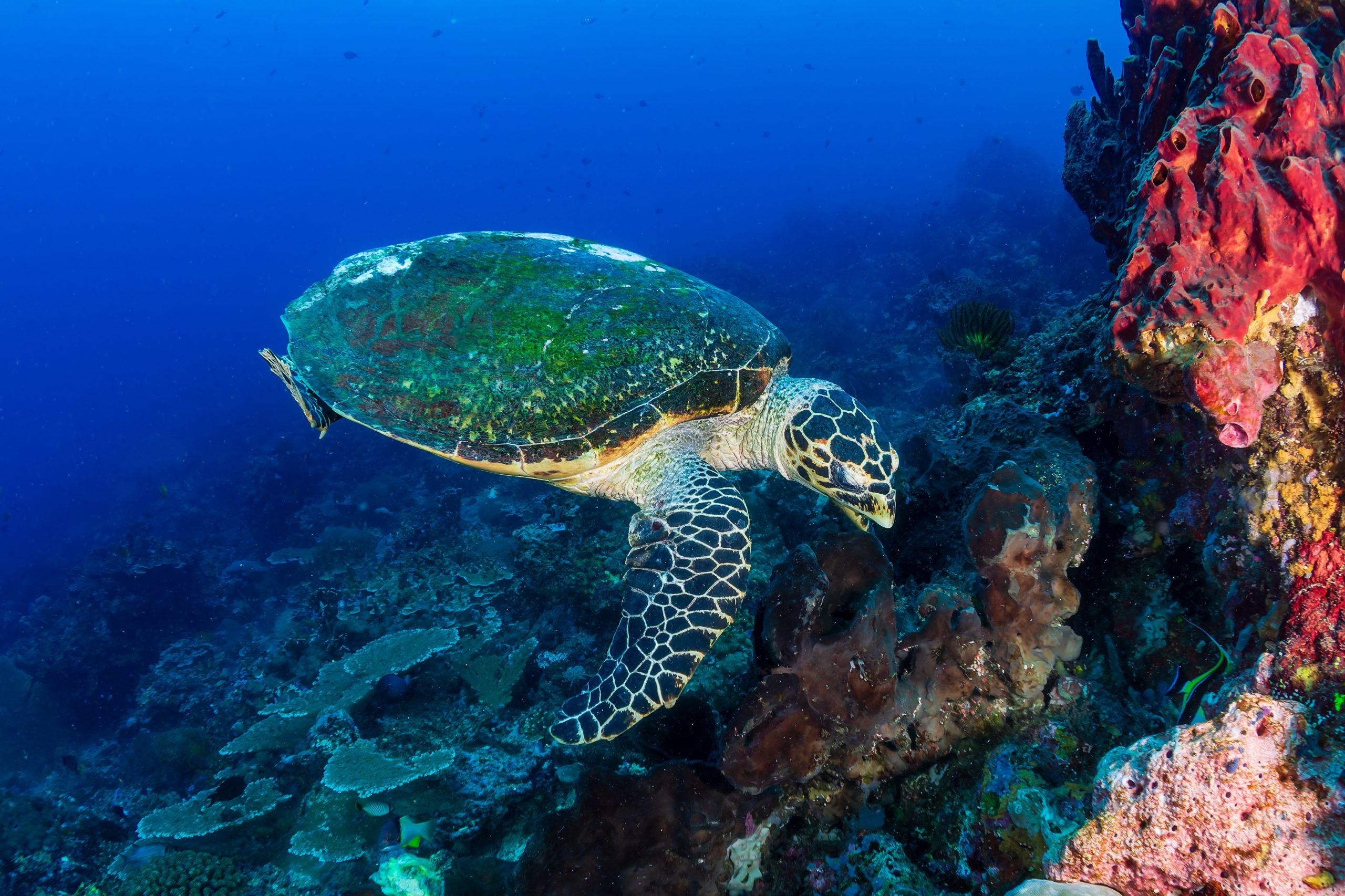 Underwater,Shot,Of,Hawksbill,Sea,Turtle,,Eretmochelys,Imbricata,,In,Blue