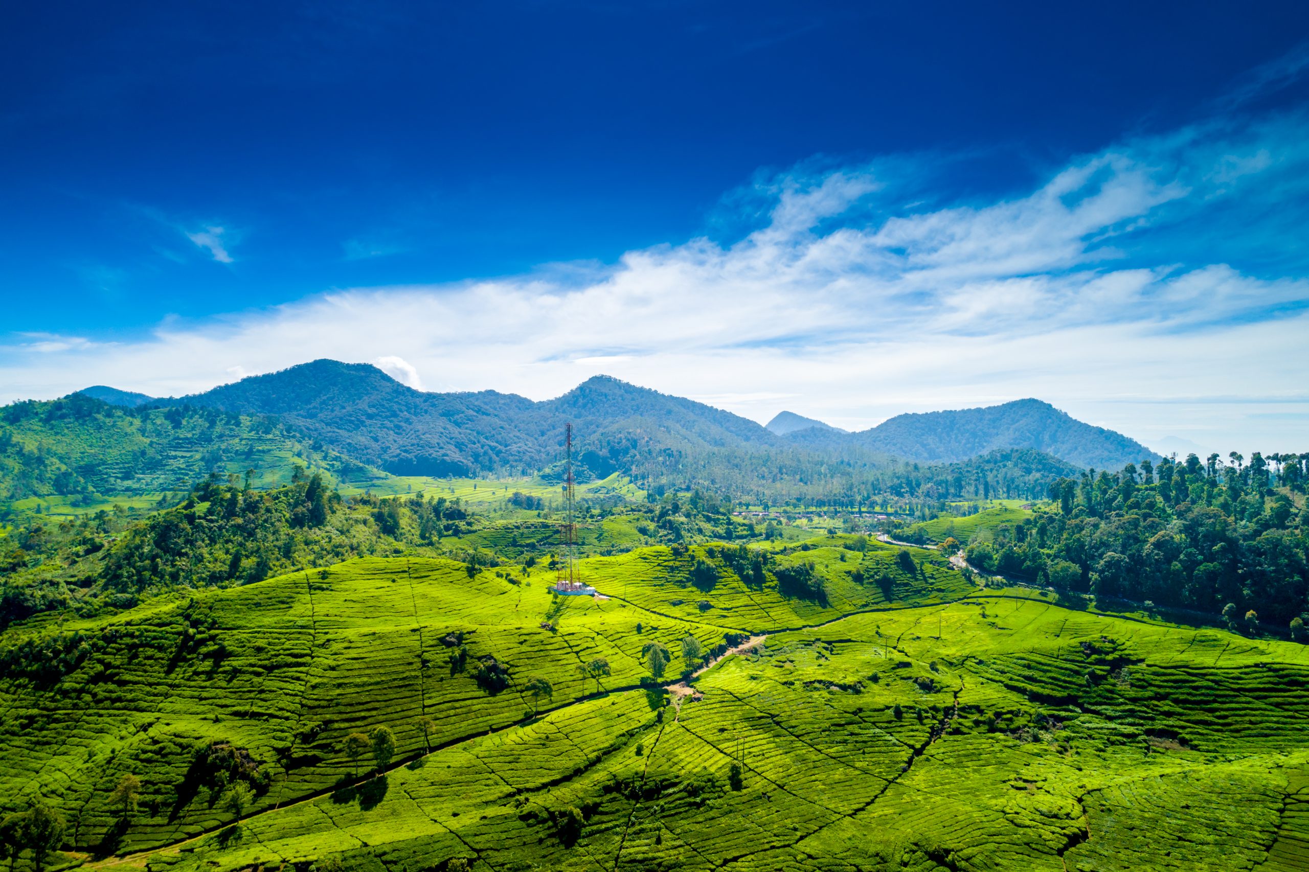 Aerial,View,Of,Green,Lush,Walini,Tea,Plantation,,Rancabali,,Ciwidey,