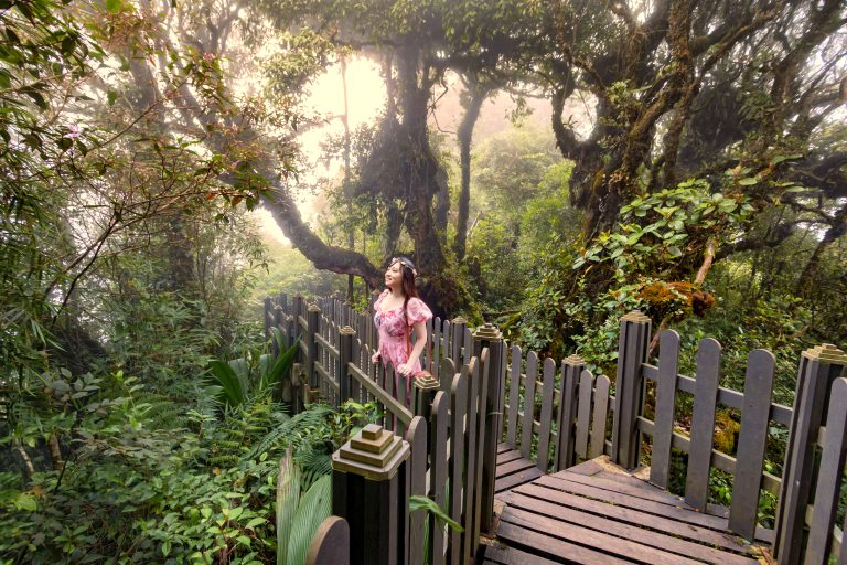 Mossy,Forest,View,During,Day,Time,Ii,Cameron,Highland,,Pahang