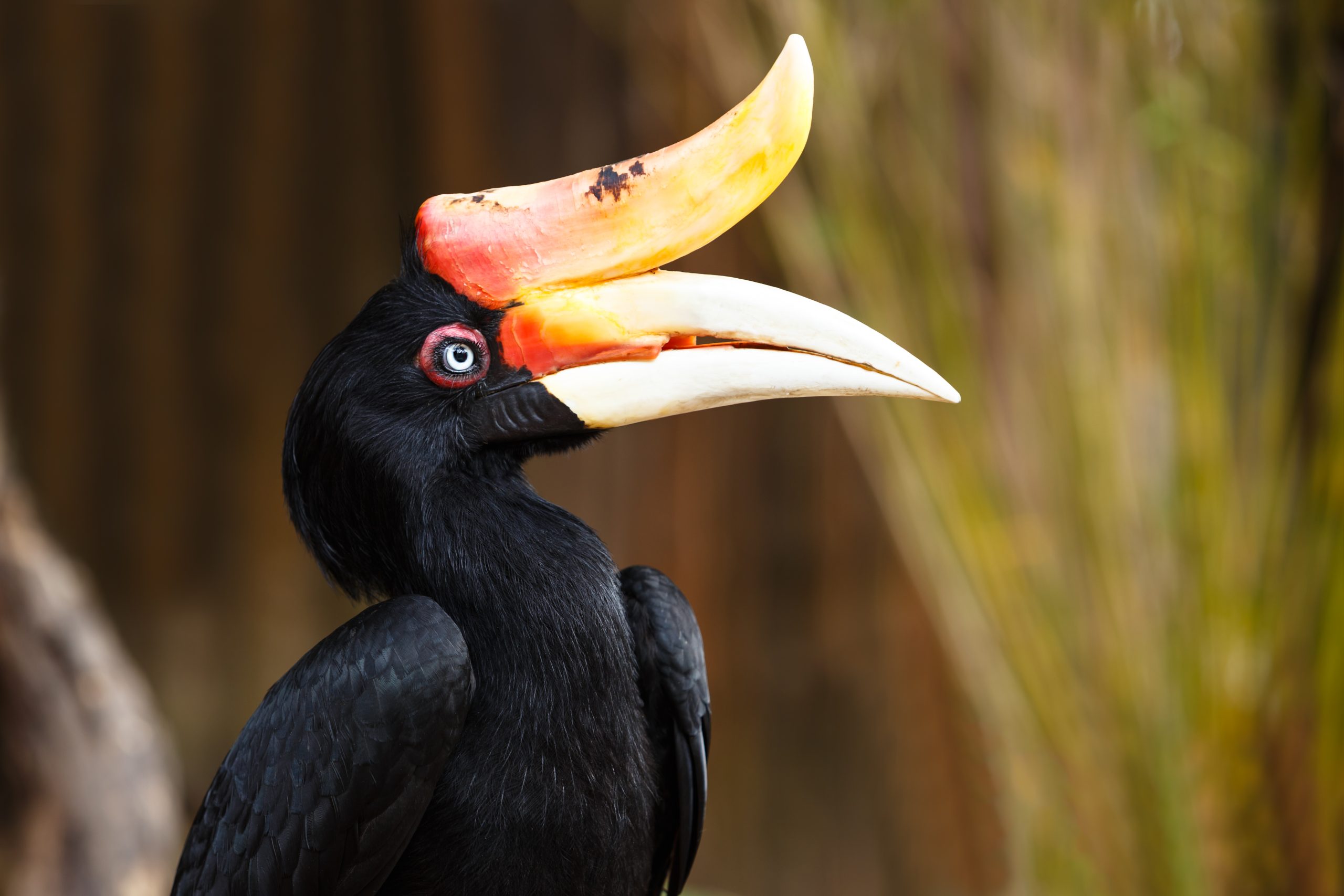 Rhinoceros,Hornbill,(buceros,Rhinoceros)
