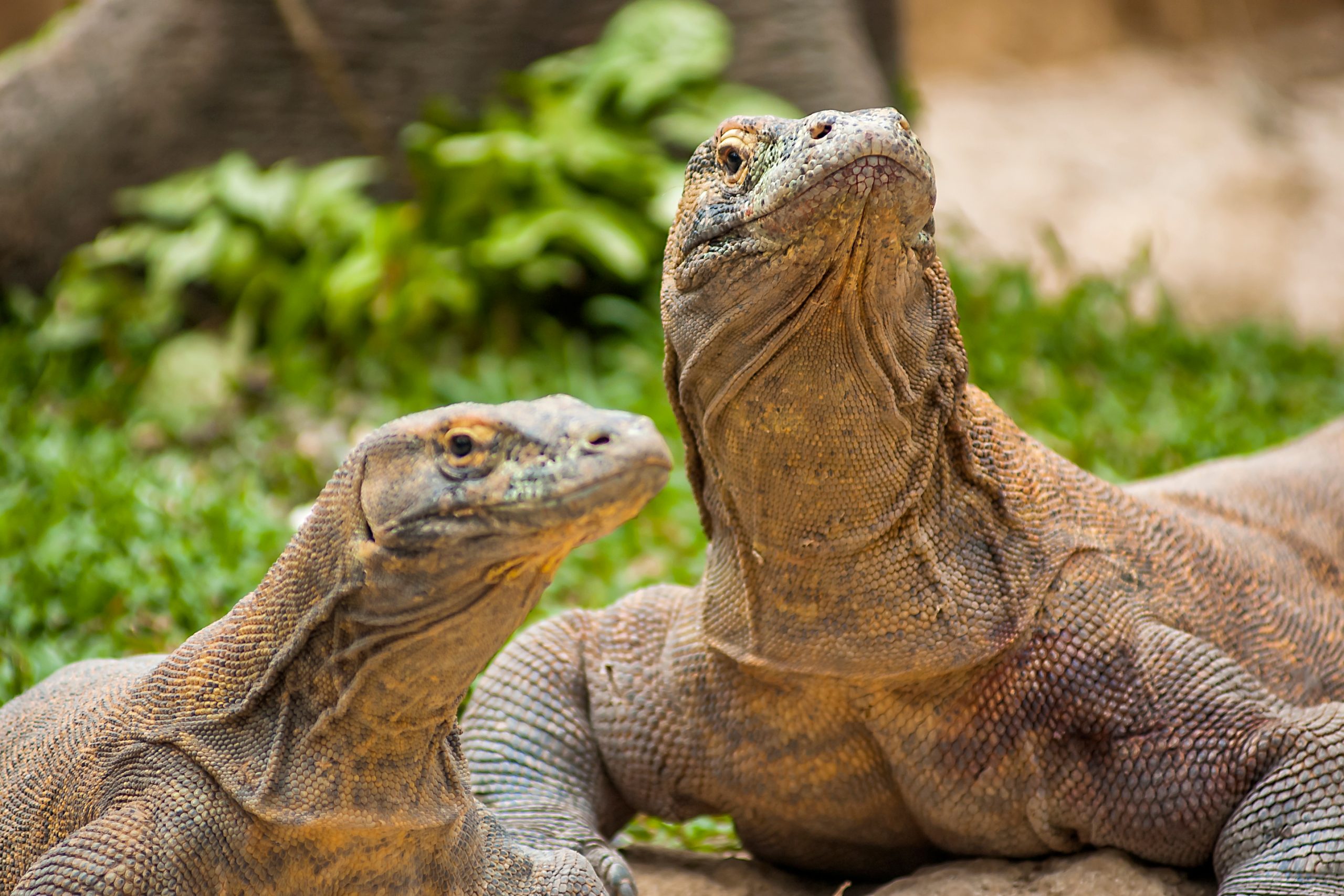 Komodo,Dragons,(varanus,Komodoensis),The,Biggest,Living,Lizard,In,The