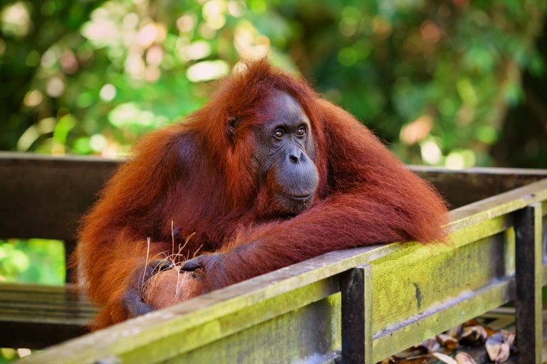Wild,Bornean,Orangutan,At,Semenggoh,Nature,Reserve,,Wildlife,Rehabilitation,Centre