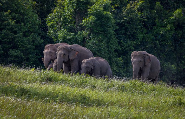 Herd,Of,Wild,Elephants,,At,Khao,Yai,National,Park,,Come
