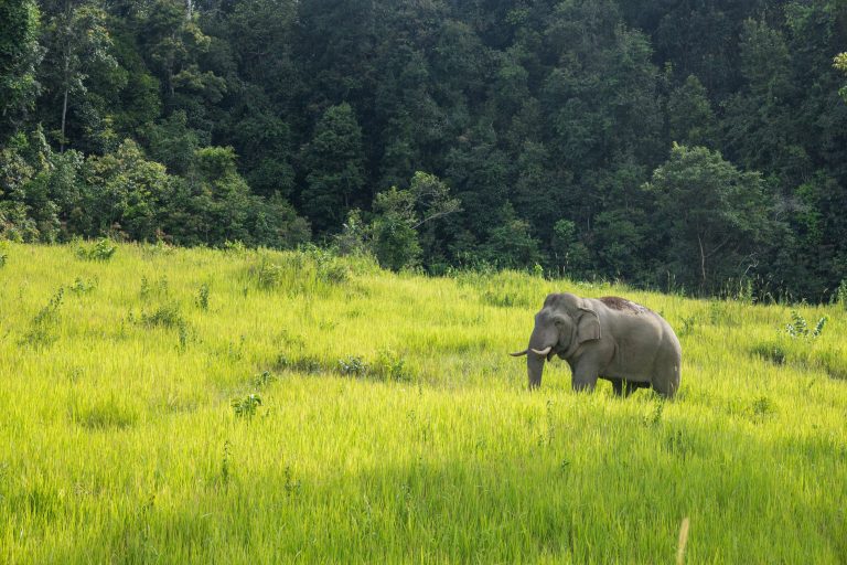 A,Wild,Asian,Elephant,Wandering,On,The,Grassland,In,Khao