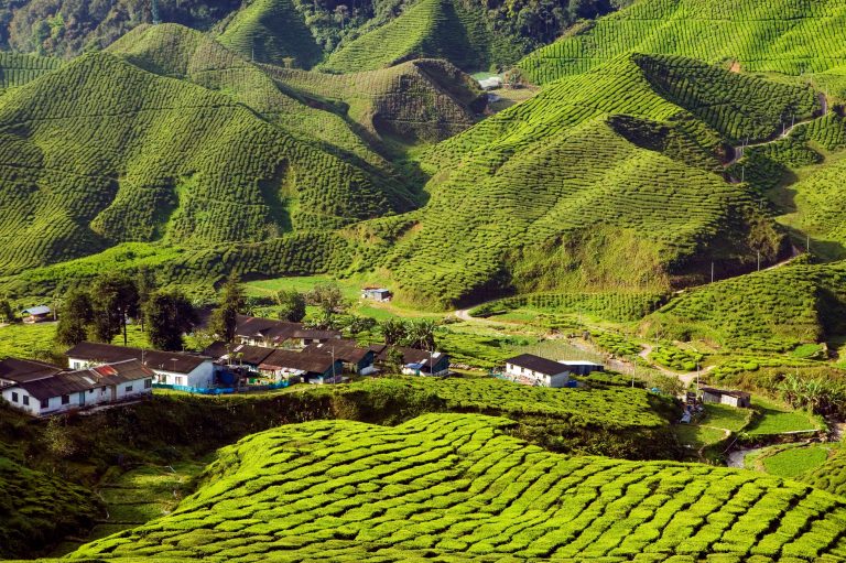 Landscape,Scenic,View,Of,The,Bharat,Tea,Plantation,In,The