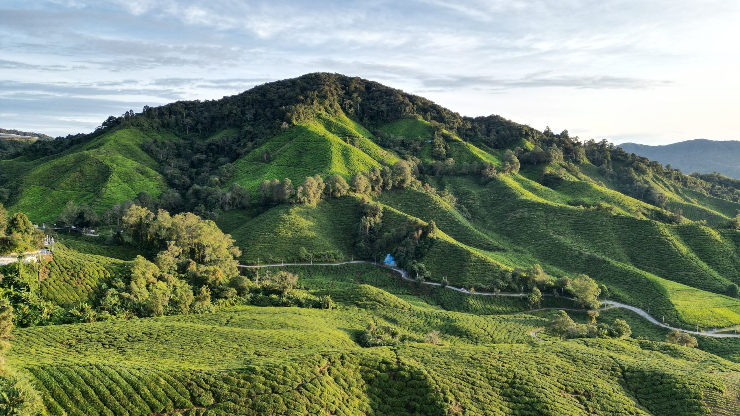 An,Aerial,View,Of,The,Cameron,Highlands,Tea,Plantation