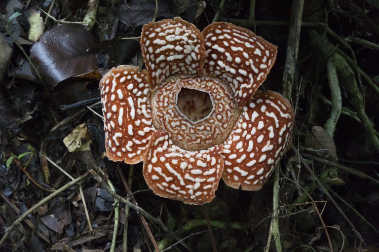 Royal Belum – Into Malaysia’s Ancient Rainforest